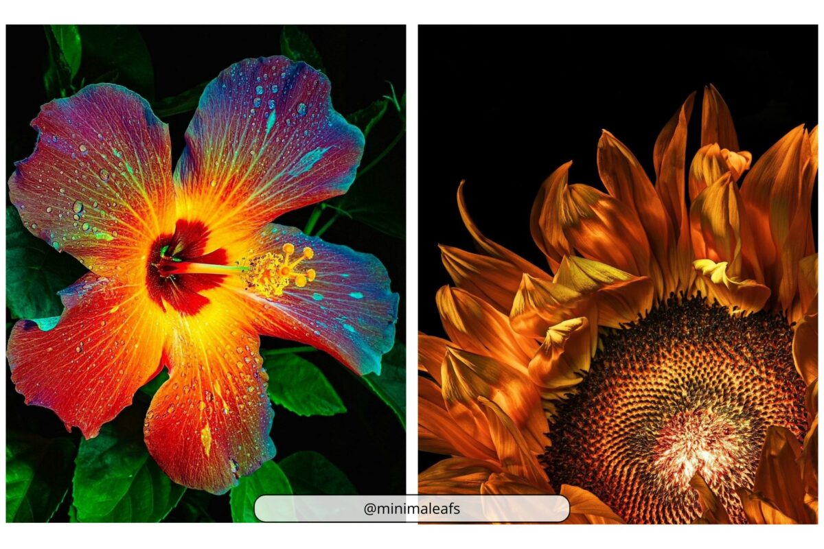 Why Photography Is An Art (My Take Take On The Matter) A Stunning Photograph Capturing The Beauty Of A Sunflower And A Hibiscus.
