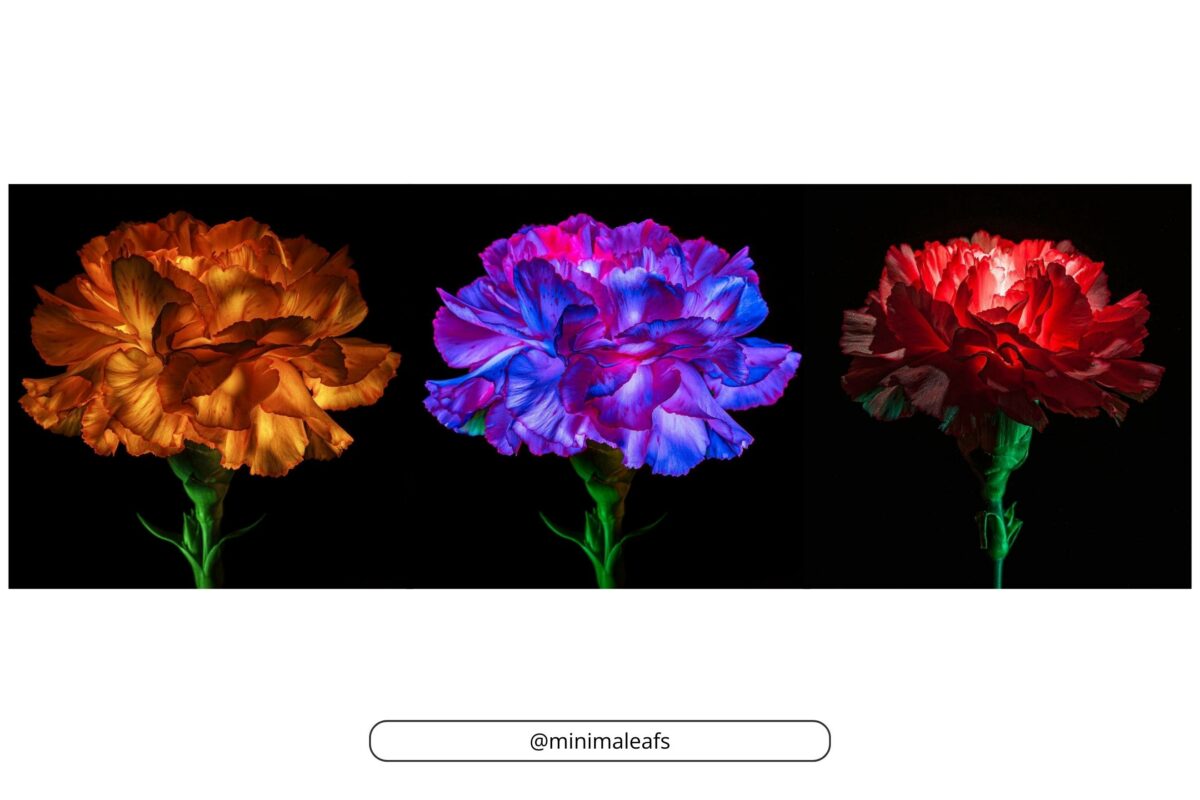Why Photography Is An Art (My Take Take On The Matter) Captivating 3D Carnations - A Screenshot Showcasing Why Photography Is An Art.