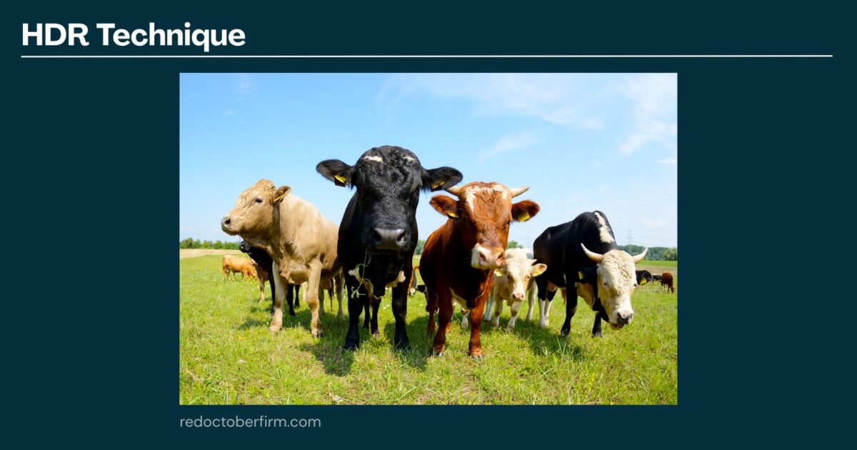 22 Basic Photography Techniques You Need To Level Up! A Group Of Cows Stand On Green Grass Under A Blue Sky, Photographed Using Hdr Technique.
