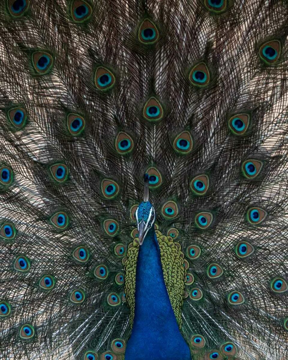 What Is Shutter Speed In Photography? (The Complete Guide) A Peacock Is Showcasing Its Vibrant Feathers, Capturing The Essence Of High Shutter Speed In Photography.
