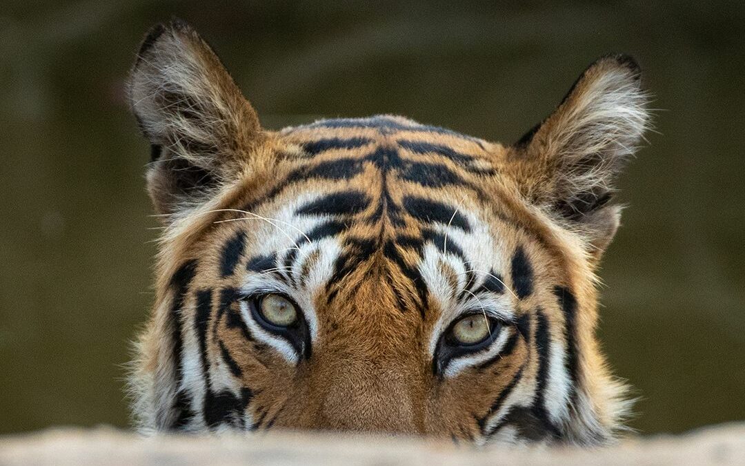 What Is Shutter Speed In Photography? (The Complete Guide) A Tiger Impatiently Peeking Out From Behind A Rock While I Adjust The Shutter Speed In Photography To Capture Its Majesty.