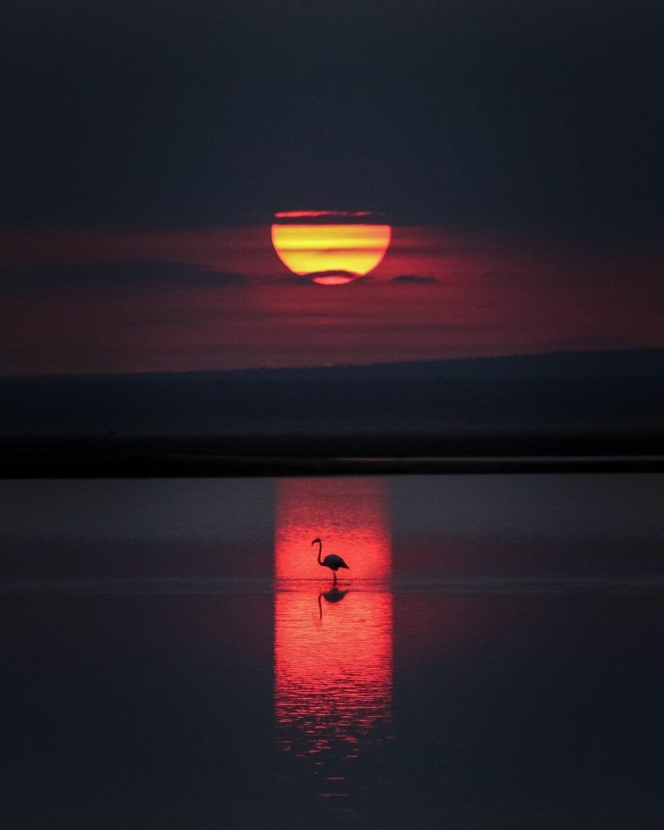 What Is Shutter Speed In Photography? (The Complete Guide) A Flamingo Standing In The Water At Sunset Is Captured With A Perfect Shutter Speed.