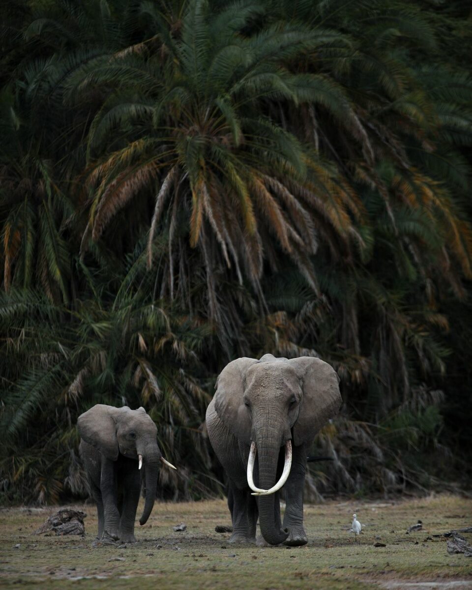 What Is Shutter Speed In Photography? (The Complete Guide) Two Elephants Gracefully Meandering Through A Lush Grassy Area.