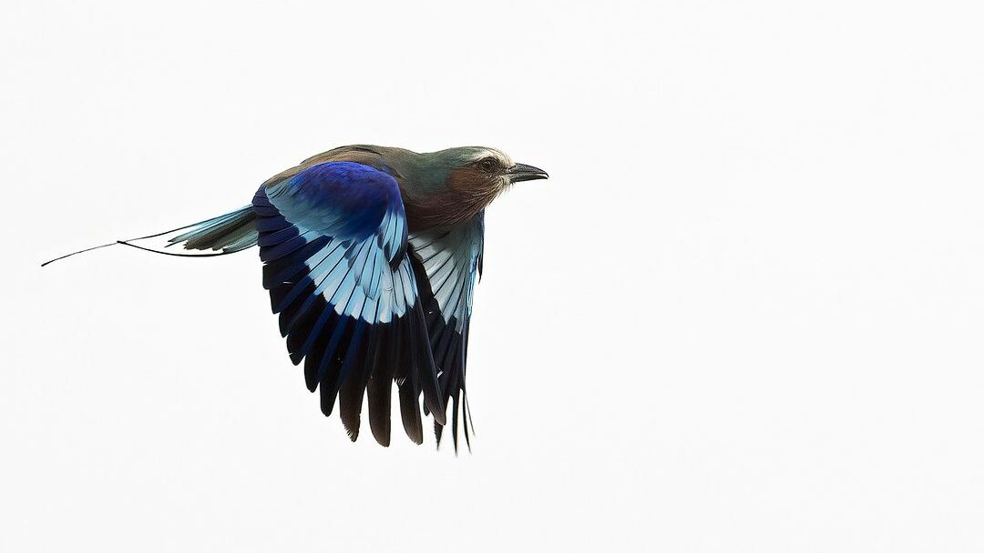 What Is Shutter Speed In Photography? (The Complete Guide) A Bird Flying Through The Air.
