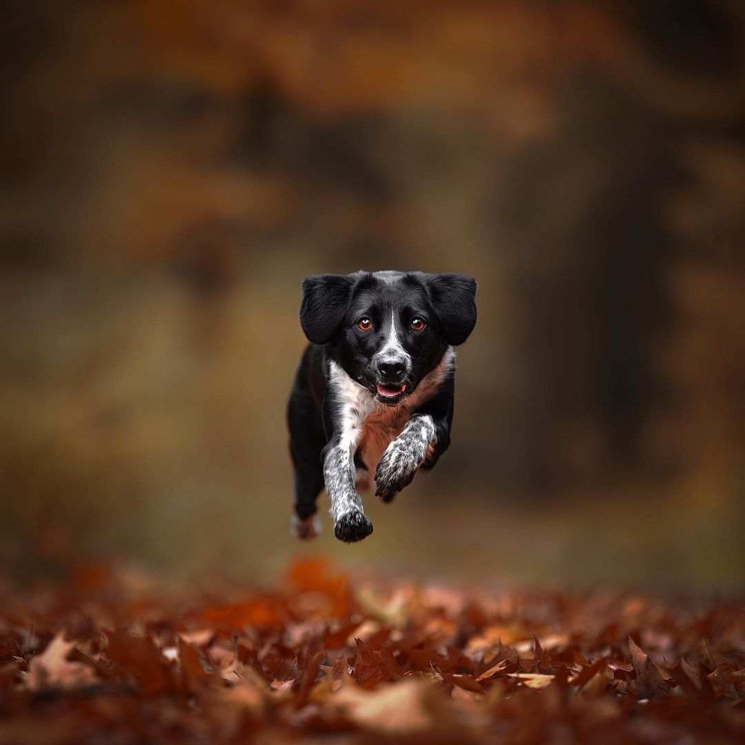 What Is Shutter Speed In Photography? (The Complete Guide) A Dog Sprinting Through The Falling Leaves, Capturing The Essence Of Motion With A Fast Shutter Speed.