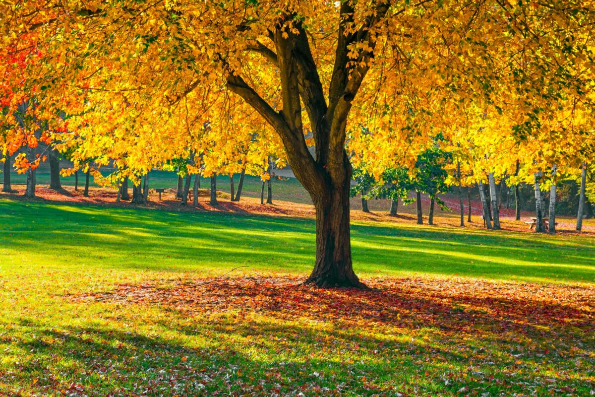 A Simple Guide To Harsh Sunlight Photography A Tree In A Park With Colorful Leaves Shines Under The Harsh Sunlight, Making It A Perfect Subject For Photography.