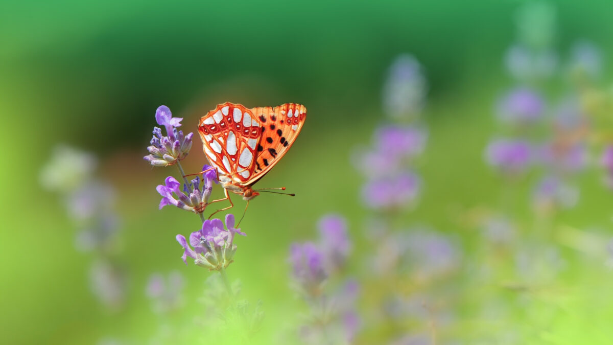 Understanding Metering Modes And How They Affect Photos A Butterfly Is Sitting On A Purple Flower, Captured Using Different Metering Modes.