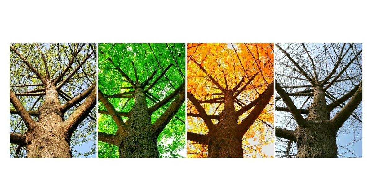 How To Revisit And Reshoot Photos As A New Photographer Captivating Four-Color Leaf Variations On A Tree Showcased In A Visually Expressive Photo Essay.