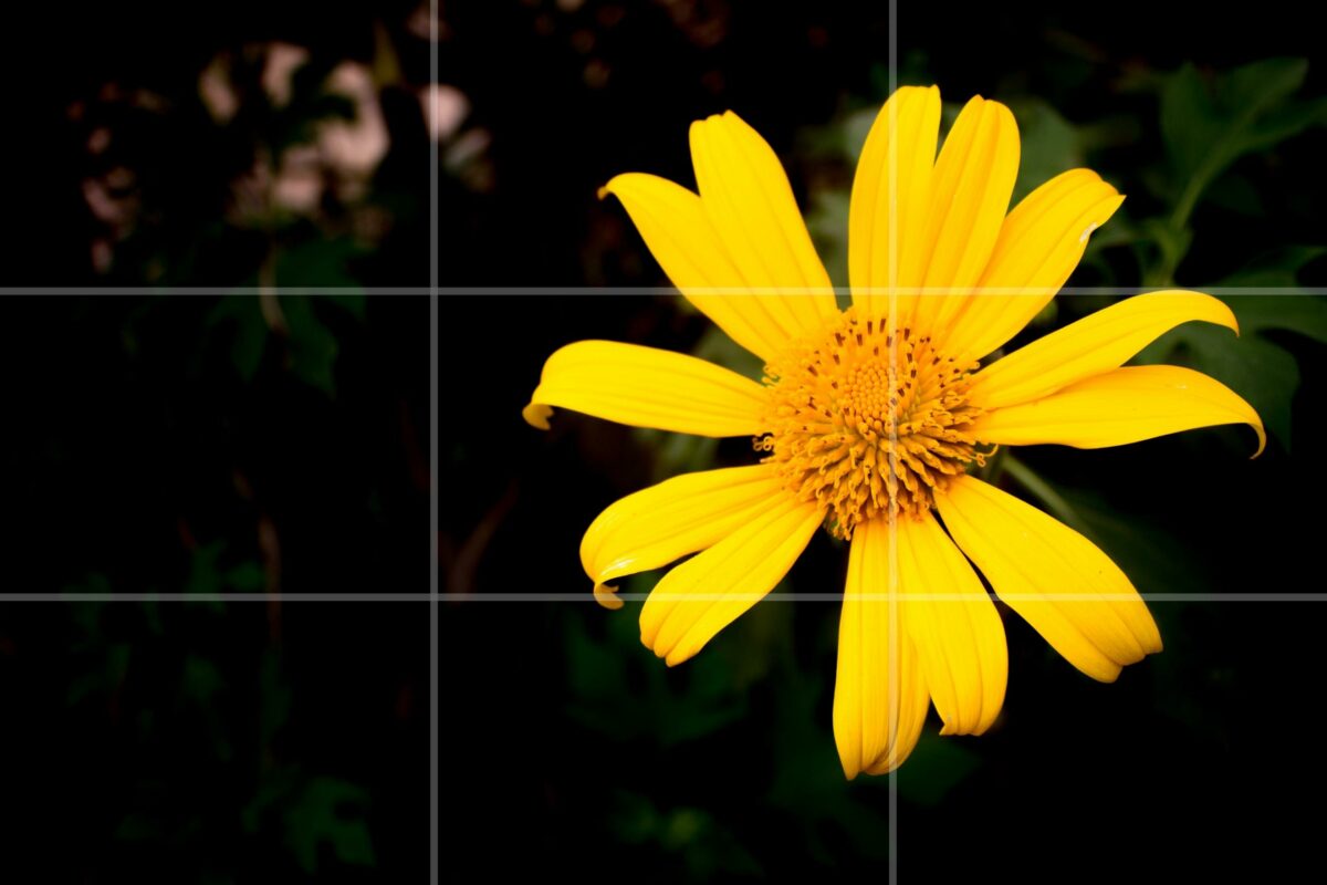 The Complete Guide To Nature Photography For Beginners An Image Of A Yellow Flower In A Square Frame, Captivated Through Nature Photography.