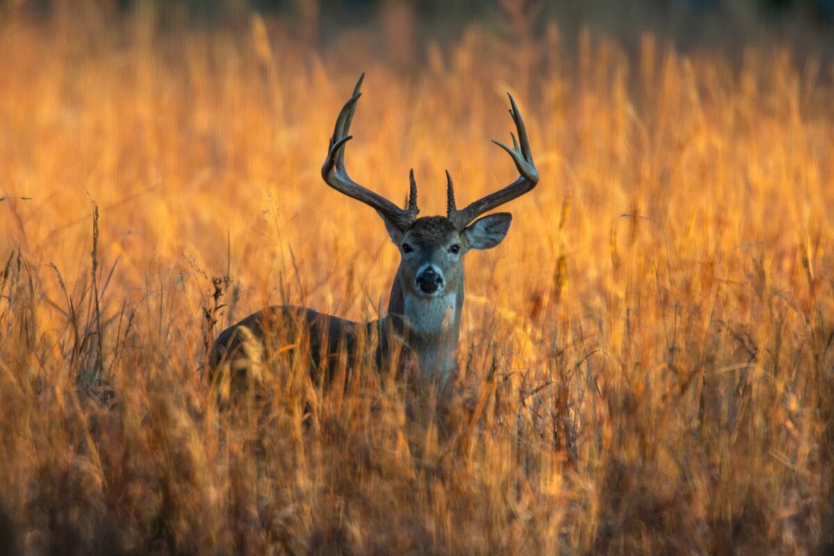 Golden Hour Photography: The Complete Guide A Deer Is Standing In Tall Grass, Creating A Beautiful Scene For Nature Photography At Sunset.