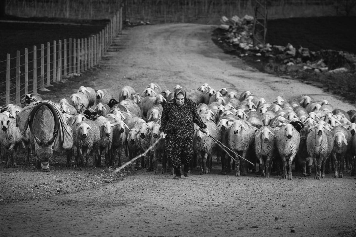 Why Photography Is An Art (My Take Take On The Matter) A Man Is Leading A Herd Of Sheep Down A Dirt Road, Captured In A Photography That Showcases Why Photography Is An Art.