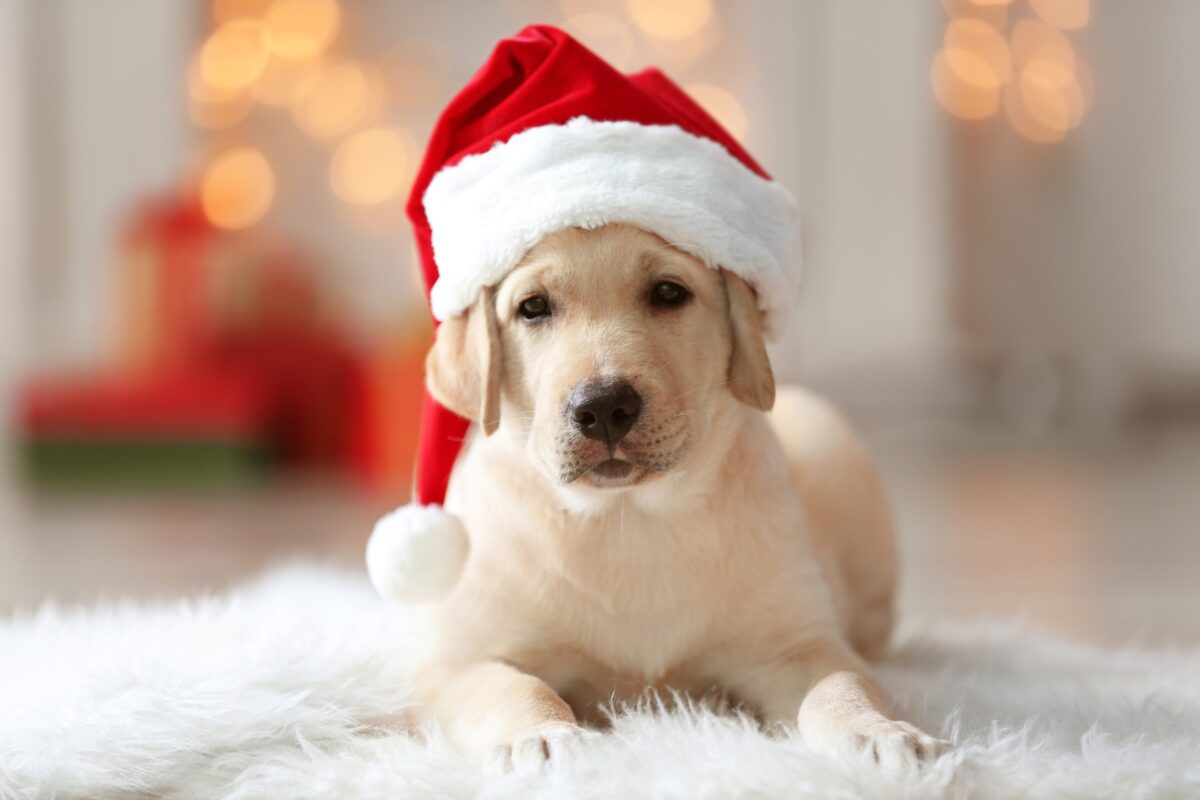 Props To Bring To A Photoshoot That'Ll Make Your Photos Pop A Yellow Labrador Retriever Dressed In A Festive Santa Hat, Perfect For Holiday-Themed Mini Sessions.