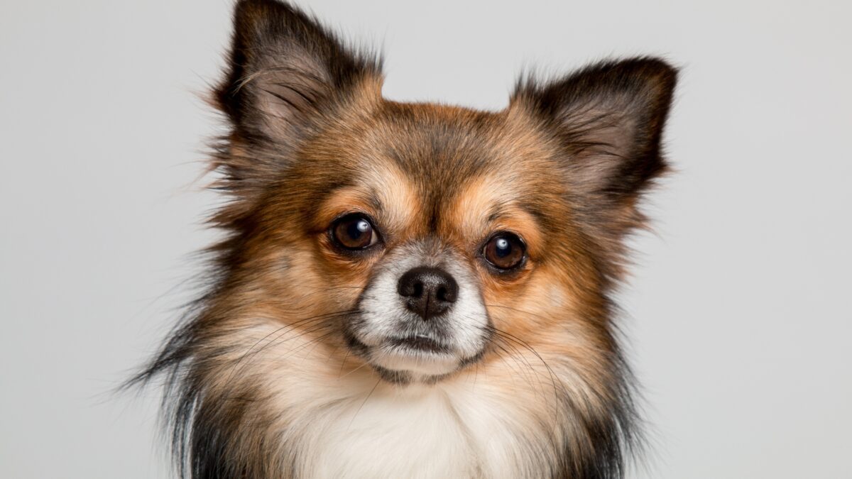 Photography Lighting Setup For Beginners (An Easy Guide) A Chihuahua Dog Is Standing In Front Of A Gray Background, Captured With A Professional Photography Lighting Setup.