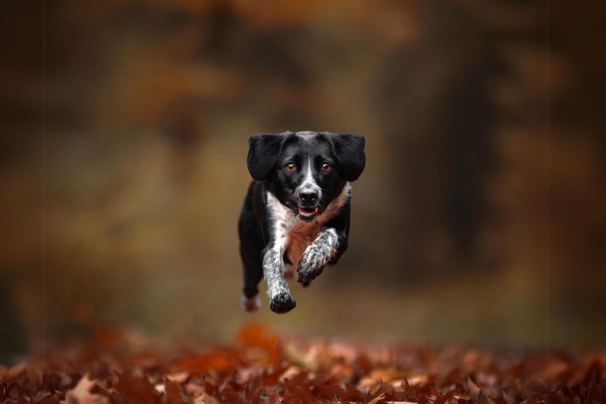 Composition In Photography And What You Need To Know A Black And White Dog Gracefully Darts Through The Leaves In A Stunning Composition For Photography.