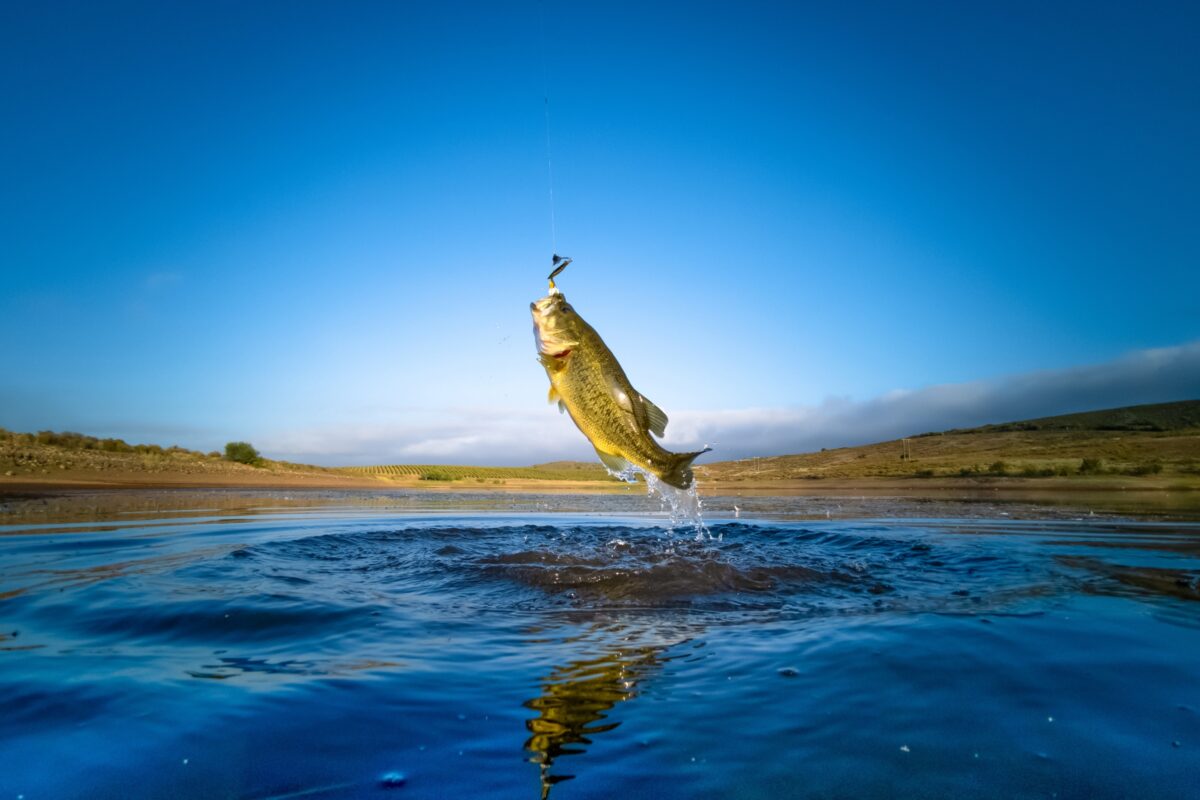 Composition In Photography And What You Need To Know A Fish, Captured In A Stunning Composition In Photography, Is Jumping Out Of The Water.