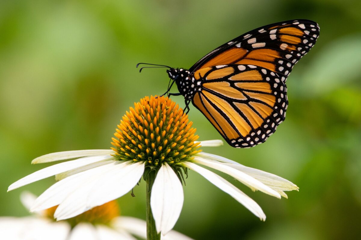 The Complete Guide To Nature Photography For Beginners A Beautiful Monarch Butterfly Graces A White Flower In This Stunning Nature Photography.
