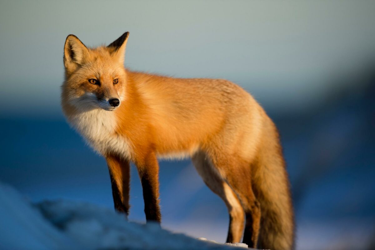 The Complete Guide To Nature Photography For Beginners A Red Fox Is Captured In Stunning Nature Photography, Standing Majestically Atop A Snowy Hill.