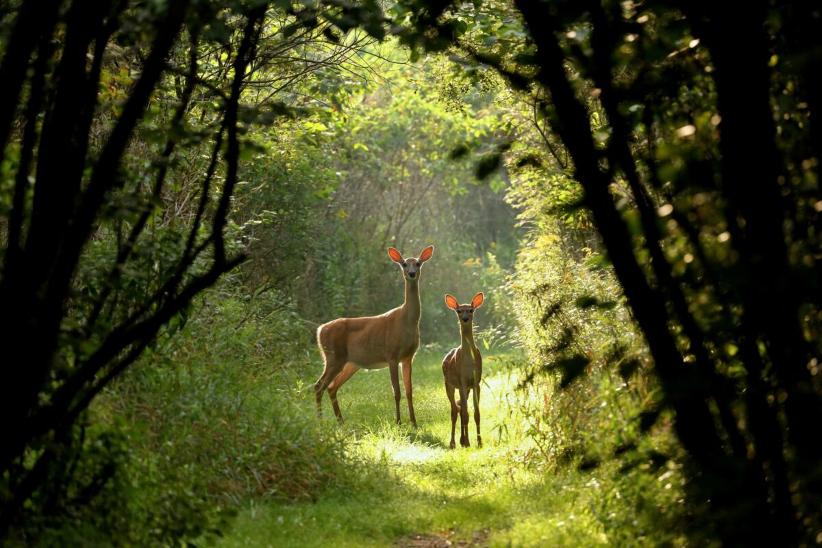 The Complete Guide To Nature Photography For Beginners Captivating Nature Photography Captures A Deer And A Fawn Gracefully Walking Through The Woods.