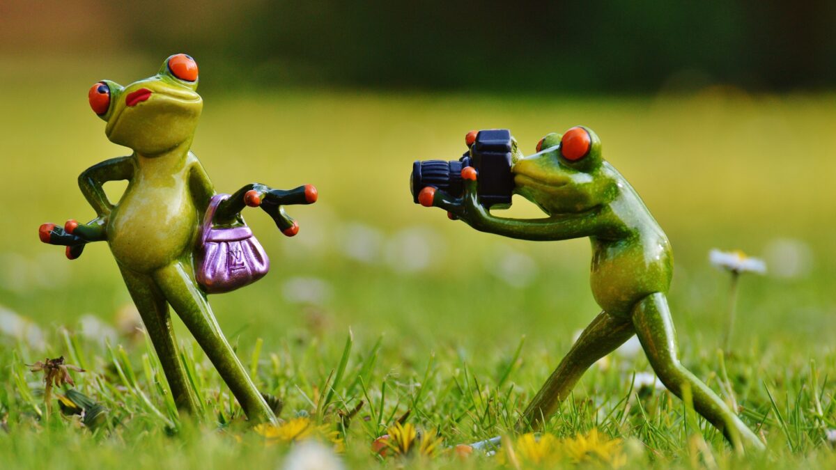 How To Build A Photography Portfolio As A New Photographer Two Frogs Holding A Camera In The Grass.