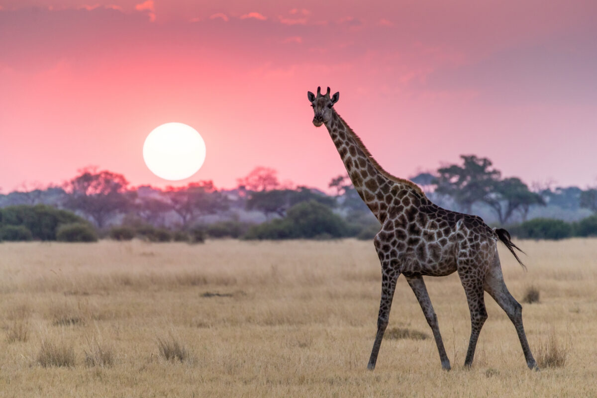 Composition In Photography And What You Need To Know An Aesthetically Pleasing Composition Of A Giraffe Standing In A Field At Sunset.