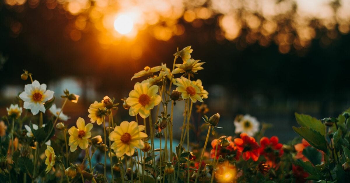 50 Creative Photography Ideas You Can Use For Inspiration Photography Ideas: Capturing A Colorful Field Of Flowers At Sunset.