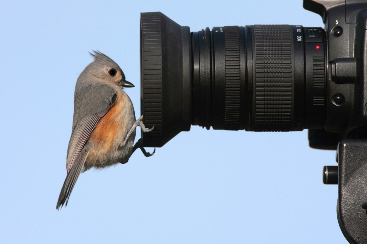 The Complete Guide To Nature Photography For Beginners A Nature Photography Concept Featuring A Bird Perched On The Lens Of A Camera.