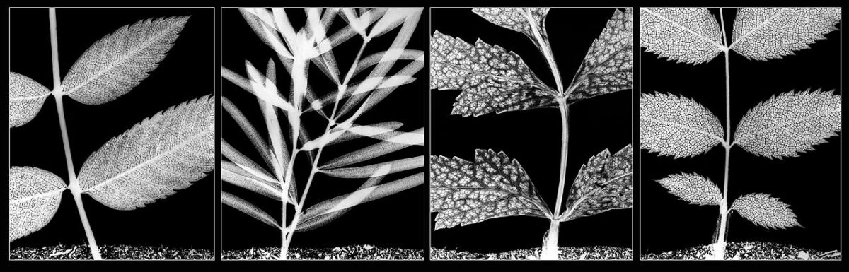 The History Of Photography (Timeline Included) A Vintage Black And White Photo Showcasing The Growth Stages Of Leaves, Representing The History Of Photography.