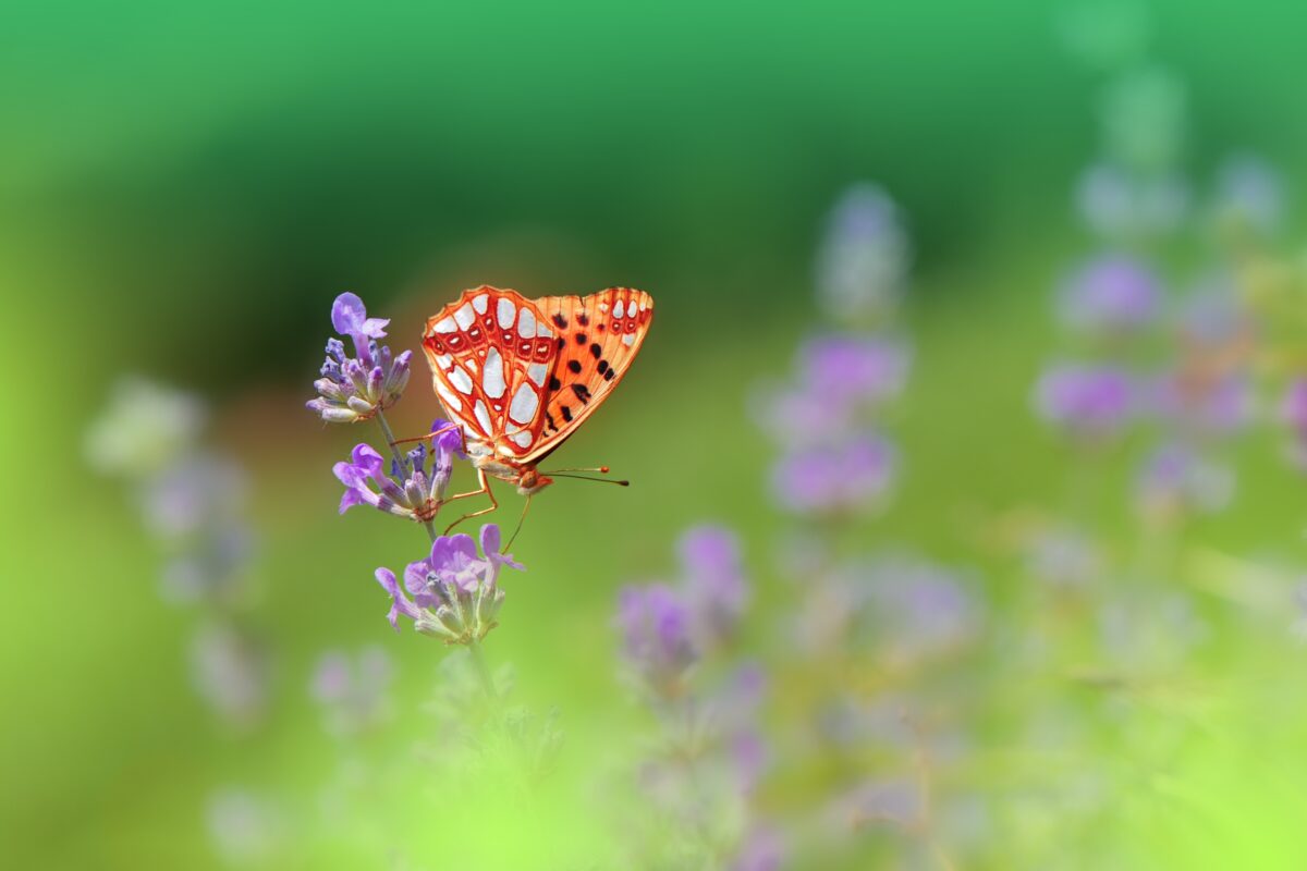 Why Photography Is Important In Business And Life A Butterfly Is Sitting On A Purple Flower, Highlighting Why Photography Is Important.