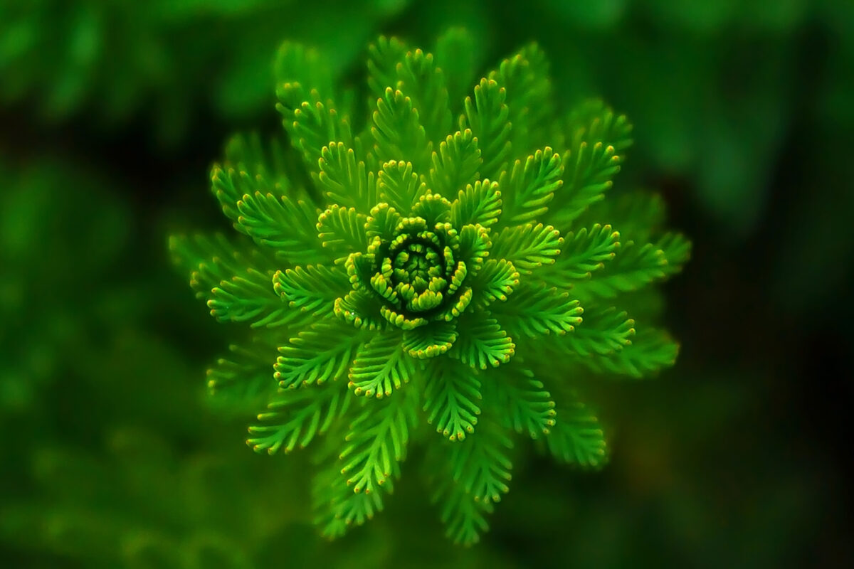 Composition In Photography And What You Need To Know A Close Up Of A Green Plant Showcasing Composition In Photography.