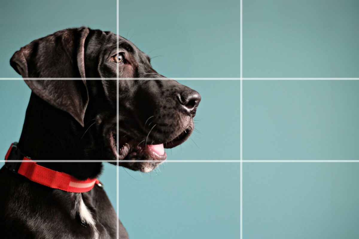 12 Mistakes Photographers Make A Black Dog With A Red Collar Is Standing In Front Of A Blue Background.