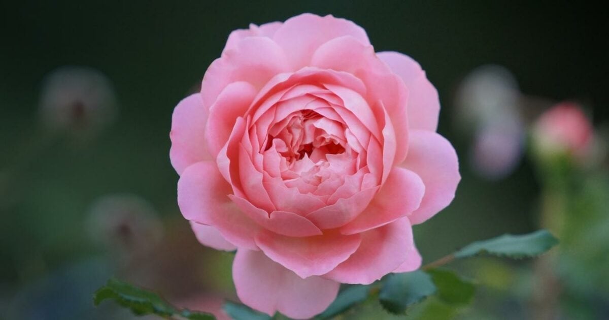 10 Steps To Photography: A How To Guide For Beginners A Pink Rose Is Blooming In A Garden.