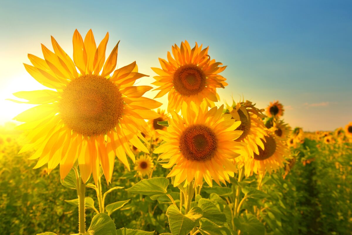 A Simple Guide To Harsh Sunlight Photography Sunflowers In A Field Basking In The Warm Sunlight.
