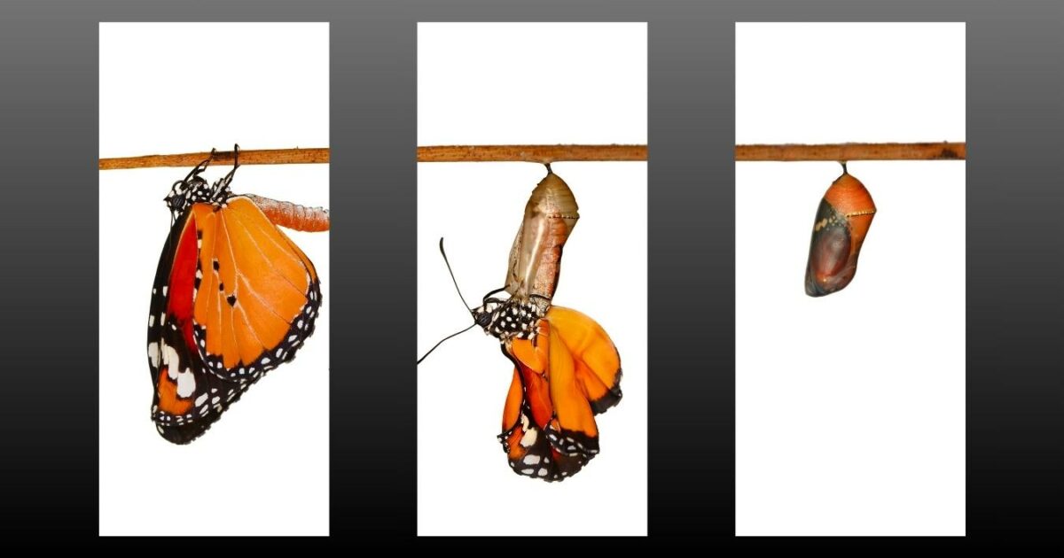 What Is A Photo Essay In Photography (13 Examples You Can Try) Explore The Captivating Stages Of A Butterfly'S Life Cycle Through A Mesmerizing Photo Essay.