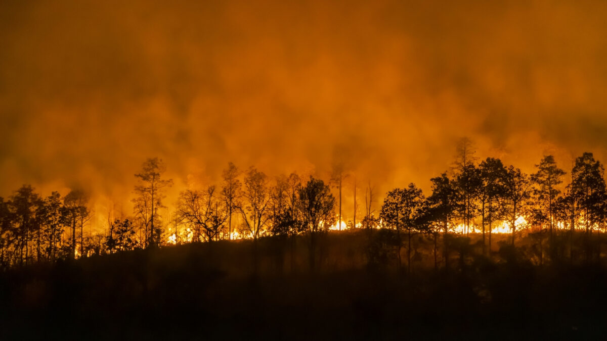How To Store And Backup Photos Safely A Forest Fire Engulfs A Hill At Night, Making It Crucial To Store And Backup Photos.
