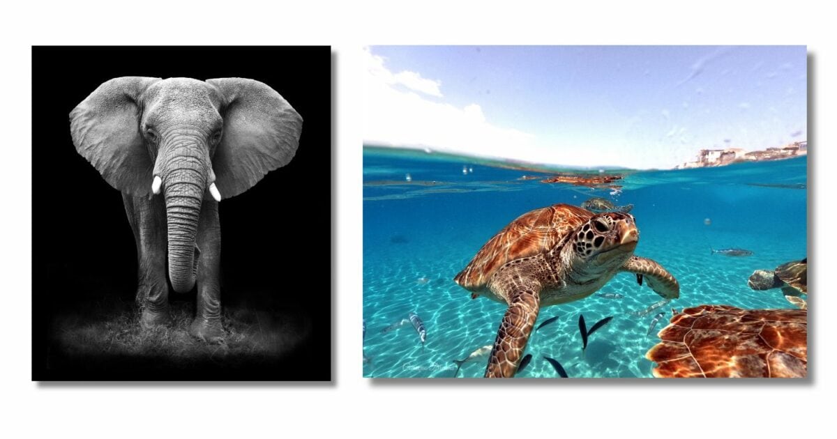 50 Creative Photography Ideas You Can Use For Inspiration Creative Photography Ideas Featuring An Elephant And A Turtle In The Ocean For A Captivating Photoshoot.