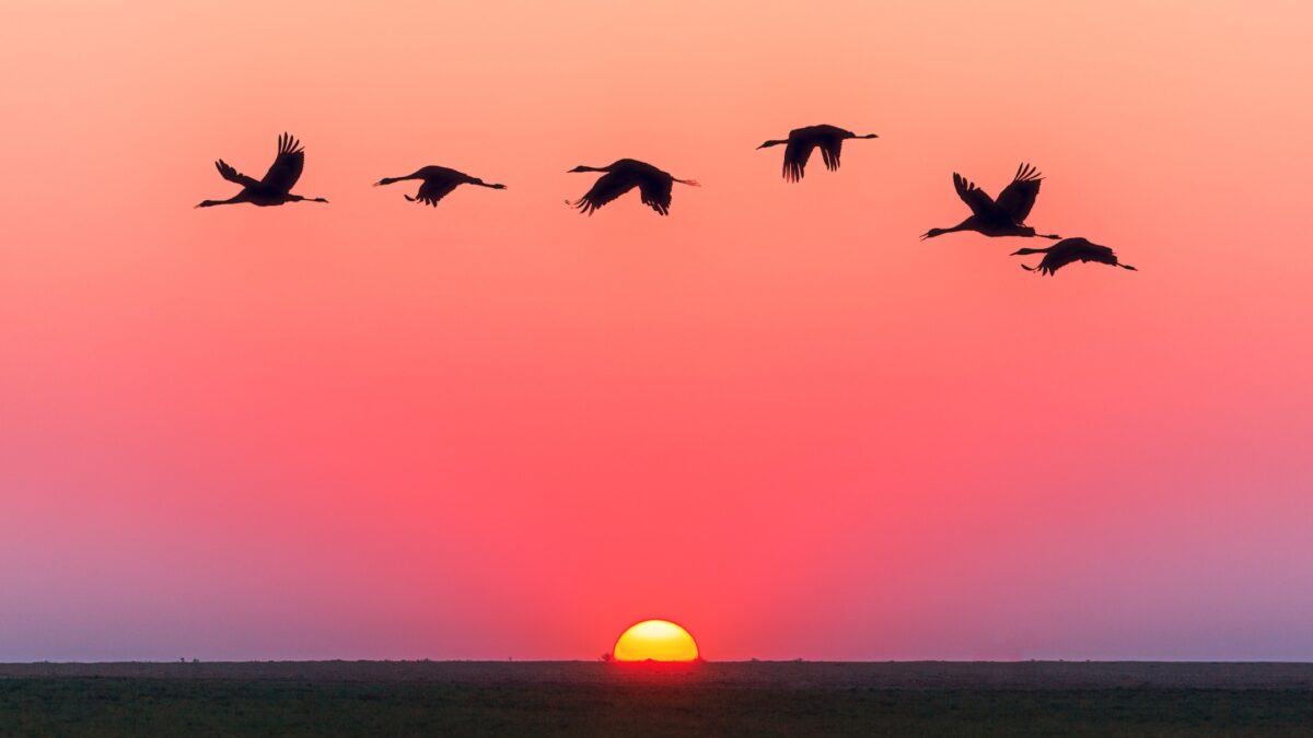 Golden Hour Photography: The Complete Guide A Flock Of Geese Gracefully Soaring Across The Sky During Golden Hour, Accentuating The Stunning Sunset.